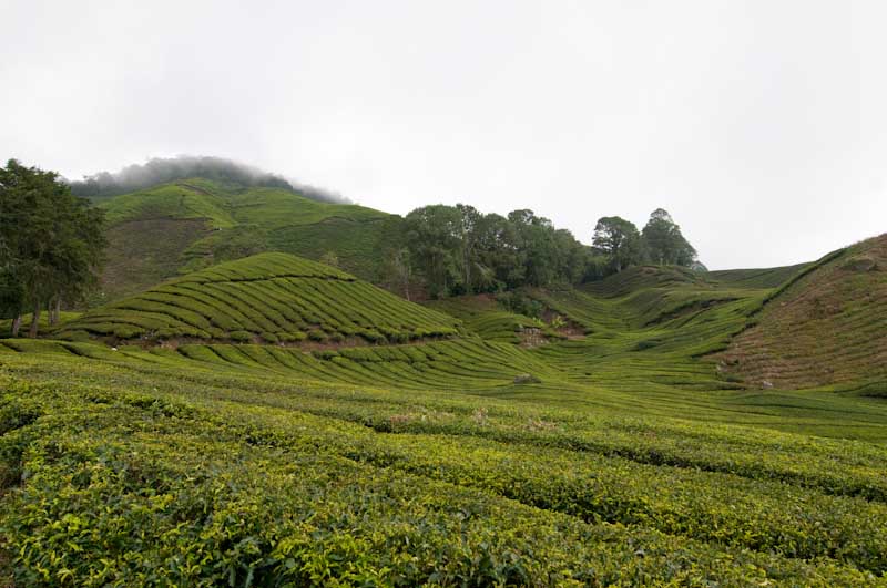 malaysia_2011_MAL_9675